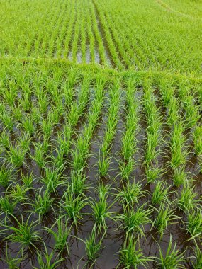 yeşil pirinç tarlası arkaplanı