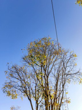 Kuru ağaçlar ve mavi gökyüzü
