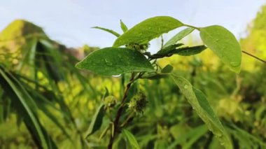 Yeşil yaprakların üzerindeki sabah çiğ tanesinin yakın çekim görüntüleri
