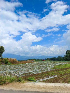 Gündüz vakti tarımsal tarlalara bakmak bulutlu mavi gökyüzü
