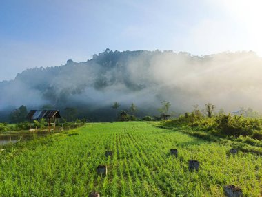 Sabah atmosferi sisli ve kayalıklı pirinç tarlalarında