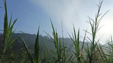 Taze bir sabahta sallanan yeşil çimlerin videosu.