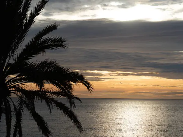 Sunrise at the sea with a palm tree in the foreground and gray clouds in the background