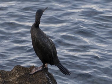 Su kuşu doğal ortamında