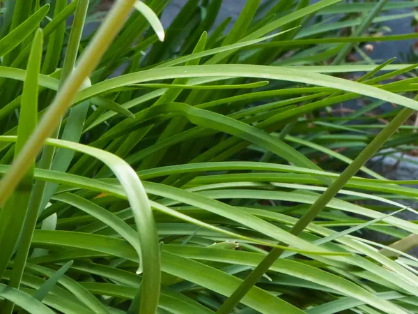 Folhas Verdes Alongadas Formando Belo Buquê Horizontal — Fotografia de Stock