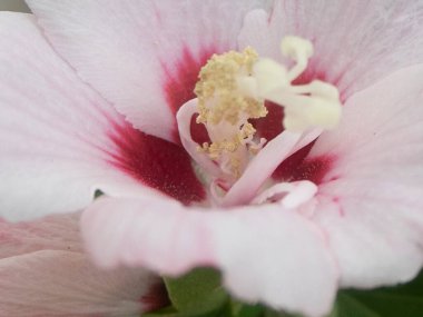 Baharda bir çiçeğin yaprakları Uyumlu renkler gösterir