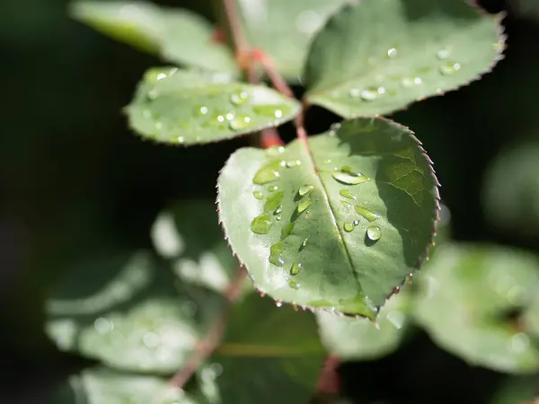 Σταγόνες Βροχής Φυτά Που Δίνουν Μια Αίσθηση Φρεσκάδας Στη Φύση — Φωτογραφία Αρχείου