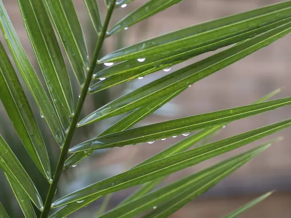 自然の中で新鮮さを感知する植物への雨 — ストック写真