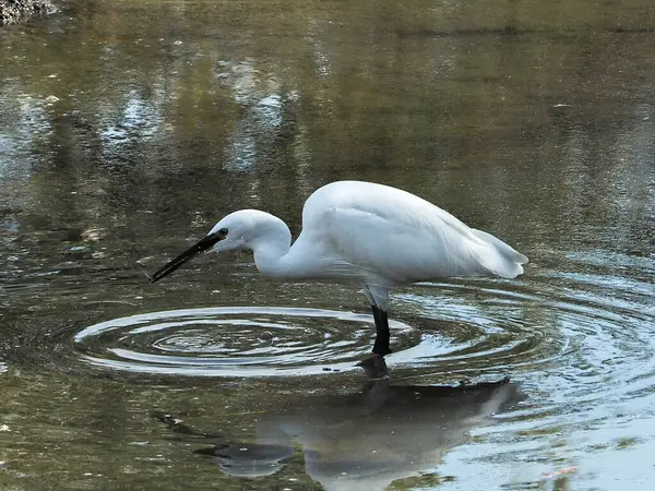 Heron in its environment