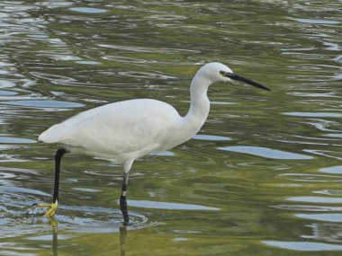 Egret in its environment trying to feed