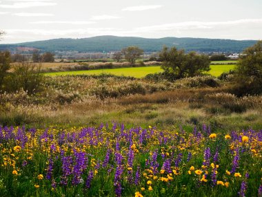 Ön planda çiçekler, arka planda dağlar olan bahar manzarası.