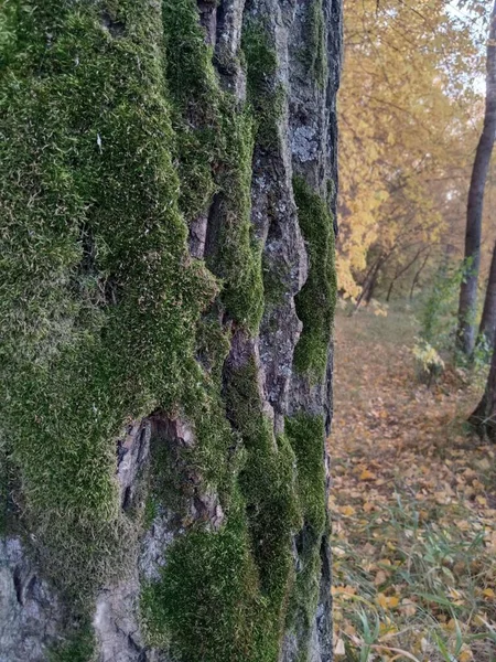 Sonbahar Ağacında Yeşil Yosun — Stok fotoğraf