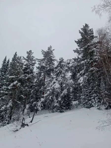Zimowy Las Bajki Niesamowita Zima — Zdjęcie stockowe