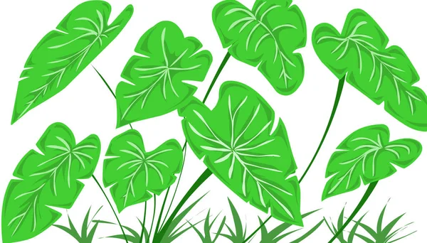 Taro Leaf Illustration Background Perfect Invitation Cards Greeting Cards Wallpapers — Stock Photo, Image