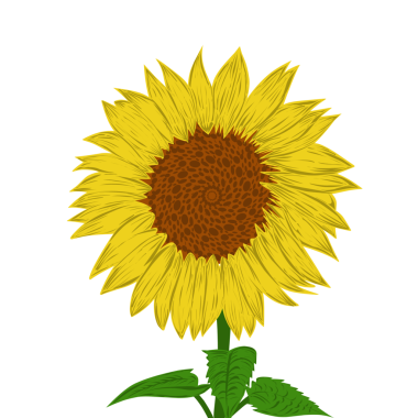 Ayçiçeği tasarımı tasviri. Poster, web sitesi, afiş, kitap kapağı, davetiye, video, etiket veya dövme öğeleri için mükemmel.