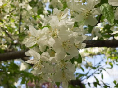 Kayalıklardan mavi göl, çamlarla çevrili.