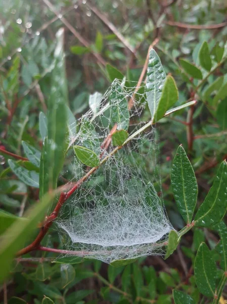 stock image Tiny spider net covered with the dew of the morning