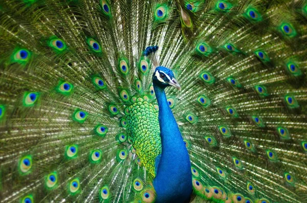 A male peacock.  All the background dominant by peacock with neck blue colour
