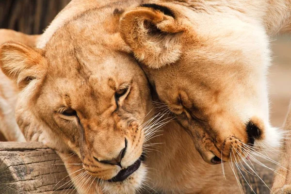 Twee Leeuwen Wrijven Elkaar Een Vriendelijke Manier Zoek Naar Zeer — Stockfoto