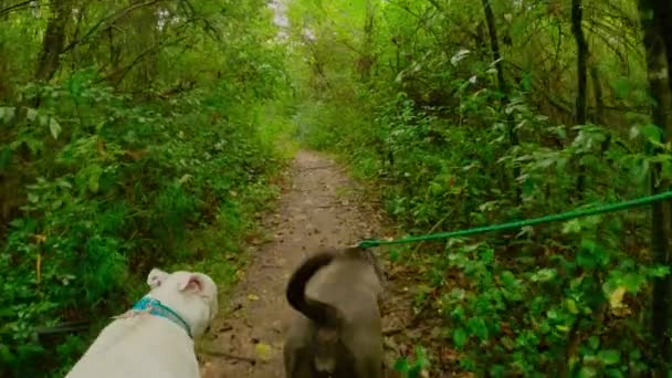 Kell Lacy Dwa Duże Psy Spacerujące Granicą — Wideo stockowe