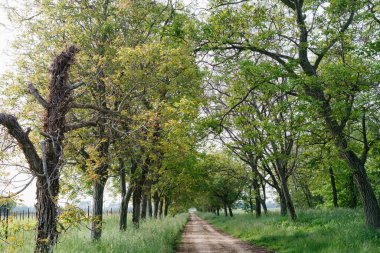 Ağaçlarla kaplı kır yolu