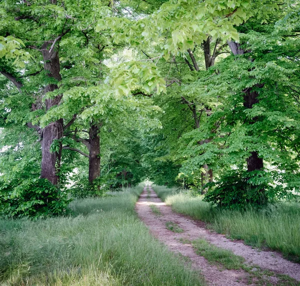 Landsvägen Kantad Träd — Stockfoto