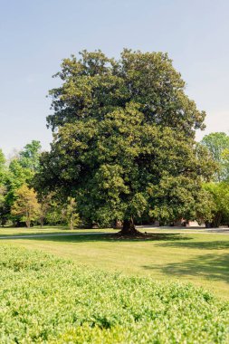 Magnoliaceae 'nin Evergreen ağacı, Magnolia grandiflora