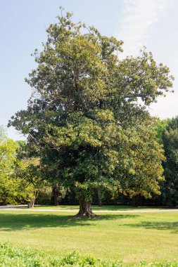 Magnoliaceae 'nin Evergreen ağacı, Magnolia grandiflora
