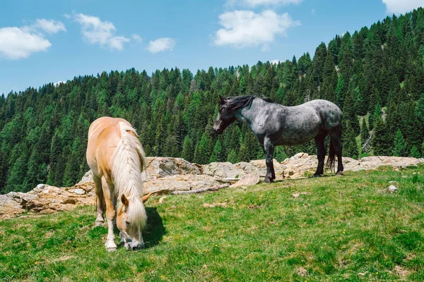 Trentino Alto Adige Lagorai Itália Cavalos Pastando Nas Montanhas — Fotografia de Stock