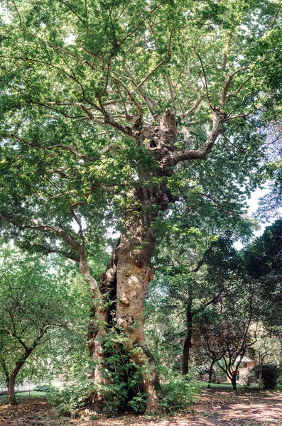 Padwa Włochy Świeckie Drzewo Planszowe Ogrodu Botanicznego 1997 Roku Wpisane — Zdjęcie stockowe