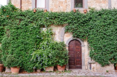 Yeşil sarmaşık tarafından çerçevelenmiş eski ahşap kapı