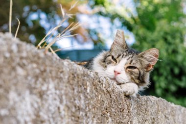 Sokak kedisi dışarıda uyuyor, yakın çekim manzaralı.