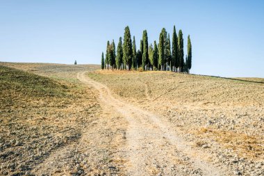 San Quirico D 'Orcia, Siena, İtalya - Val D' Orcia 'nın Cypress' leri