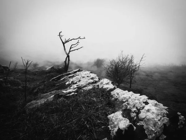 这张黑白照片的特点是 在浓雾笼罩的山脊顶上 有一棵孤零零的 没有生命的树 画面中令人毛骨悚然的气氛传达出一种神秘感和孤独感 使其成为任何一个项目的有力和令人联想起的补充 — 图库照片