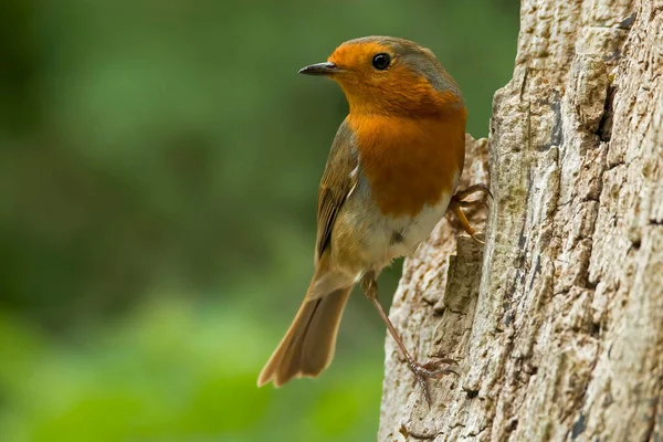 Robin ağacın kenarına tünemiş ilkbaharda yiyecek arıyor. Lackford Gölü 'nde çekildi. St Edmunds Suffolk' u gömdü..