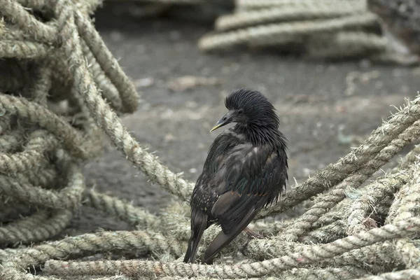Starling, Amble Quayside 'da iplerin üzerinde dikilirken...