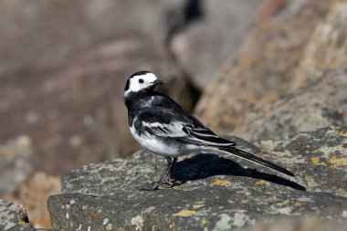 Pied Wagtail, Draycote Su Rugby 'de yiyecek ararken sol omzunun üzerinden bakan kayaların üzerinde duruyor.