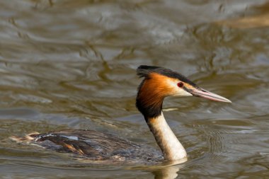 Suyun üzerinde süzülen tüyler üretirken Great Crested Grebe. Brandon Marsh Doğa Koruma Alanı Coventry 'de çekildi.