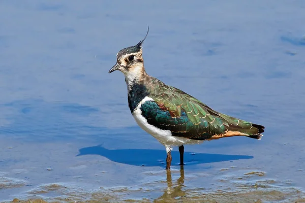 Kuzey kanadı (Vanellus vanellus) görkemli bir şekilde sığ sularda duruyor. Yanardöner renkler kanadında görünür. Brandon Marsh Doğa Koruma Alanı Coventry 'de çekildi..