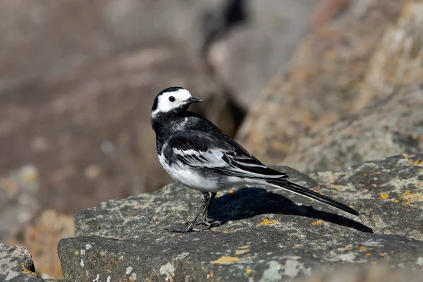 Pied Wagtail, Draycote Su Rugby 'de yiyecek ararken sol omzunun üzerinden bakan kayaların üzerinde duruyor.