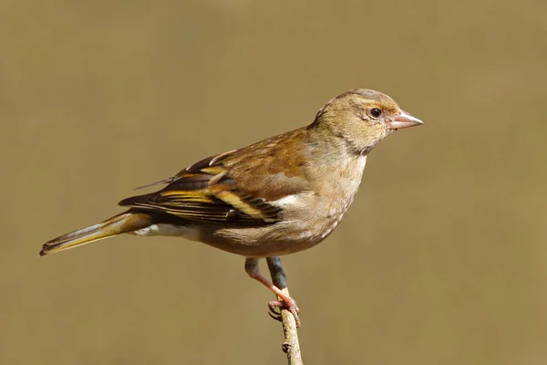 Chaffinch, dişi papatya sineği Fringilla coelebs sıcak bahar güneşinde bir dalda odaktan uzak yumuşak bir arka plana karşı. RSPB Middleton Lakes Tamworth Personeli 'nde çekildi.