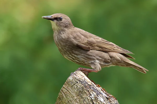 Estornino Juvenil Sturnus Vulgaris Posado Rama — Foto de Stock