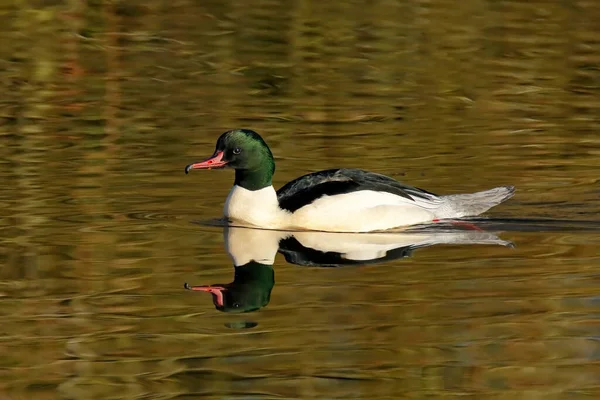 Goosander, Mergus merganser, renkli bekar bir erkek yüzücü. Brandon Marsh Doğa Koruma Alanı Coventry Warwickshire İngiltere 'de çekildi.