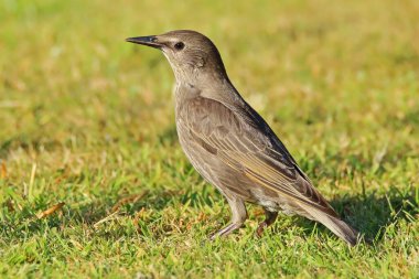 Warwickshire İngiltere 'sindeki bir bahçede yiyecek arayan Juvenile Starling sturnus vulgaris.