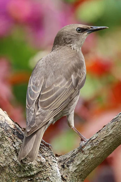 Juvenile Starling yumuşak renkli bir arka planda dallara tünemiş.