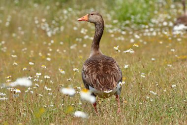 Greylag kaz (Anser anser) yazın kır çiçeklerinin olduğu çayırda yürüyor. RSPB Middleton Göllerinde çekildi