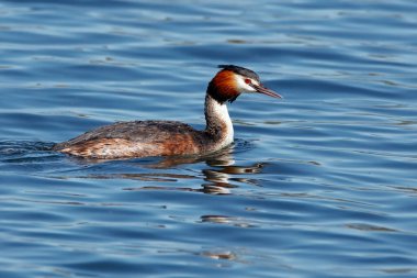 Suyun üzerinde süzülen tüylerin üremesinde Büyük Tepeli Yunus.