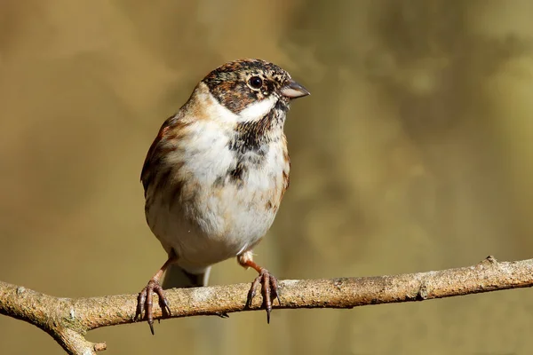 Reed Bunting, erkek Reed Bunting Emberiza schoeniclus bir dala tünemiş ve sığ alan derinliğine bakarak odak arkaplanını bulanıklaştırıyor. RSPB Middleton Lakes Tamworth Staffordshire 'da çekildi.
