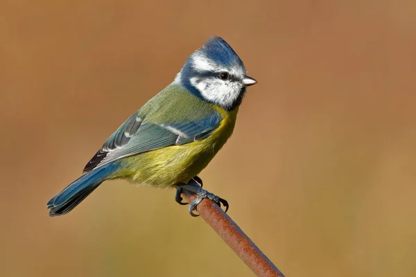 Blue Tit (Cyanistes Caeruleus) perching on a rusty steel bar taken at draycote water Rugby Warwickshire England.