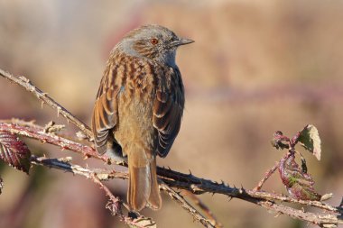 Dunnock namı diğer Çit Serçesi sıcak bahar güneşinde kavrulmuş çalılara tünemişti. Brandon Marsh Doğa Koruma Alanı Coventry 'de çekildi.